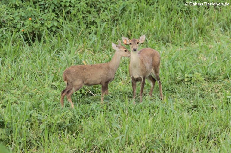 Rusa unicolor cambojensis