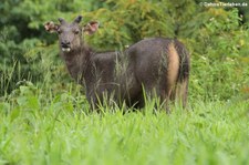 Sambar (Rusa unicolor cambojensis) im Kui Buri National Park, Thailand