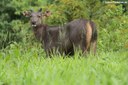 Rusa unicolor cambojensis