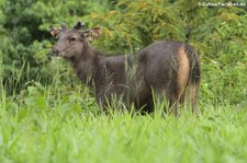 Sambar (Rusa unicolor cambojensis) im Kui Buri National Park, Thailand