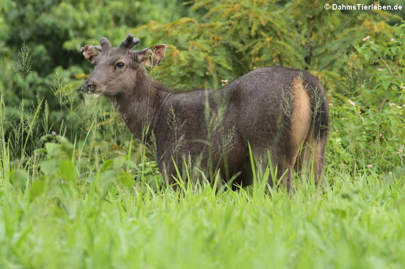 Rusa unicolor cambojensis