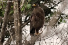 Schlangenweihe (Spilornis cheela burmanicus) im Kui Buri National Park, Thailand