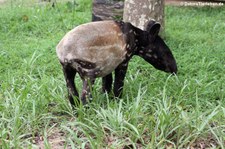 Schabrackentapir oder Malaysischer Tapir (Tapirus indicus) im Kui Buri National Park, Thailand