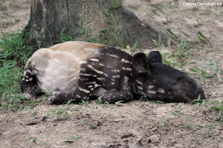 Tapirus indicus