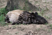 Junger Schabrackentapir (Tapirus indicus) im Kui Buri National Park, Thailand