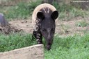 Tapirus indicus
