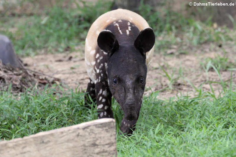 Tapirus indicus