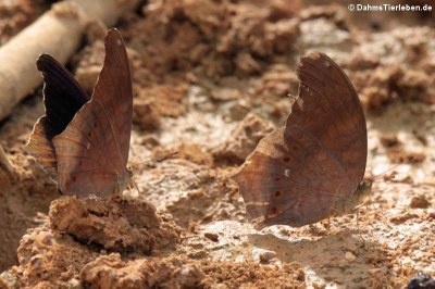 Schmetterlinge (Terinos clarissa falcata)