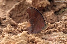 Terinos clarissa falcata im Kui Buri National Park, Thailand