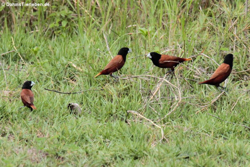 Lonchura atricapilla-1
