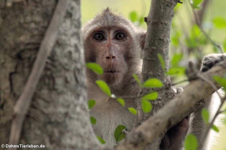 Macaca fascicularis