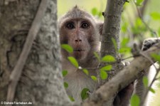 Javaneraffe (Macaca fascicularis) im Khao Nang Phanthurat Forest Park, Thailand