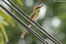 Smaragdspint (Merops orientalis ferrugeiceps) in Thailand