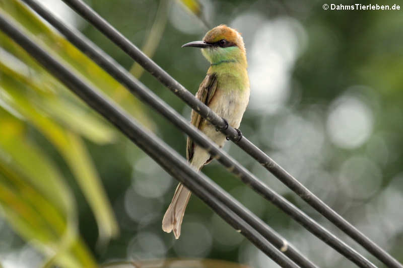 Merops orientalis ferrugeiceps-1