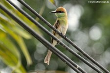 Smaragdspint (Merops orientalis ferrugeiceps) in Thailand