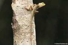 Schönechse (Calotes versicolor) in Nong Ya Plong, Provinz Phetchaburi, Thailand