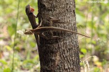 Schönechsen (Calotes versicolor) in Nong Ya Plong, Provinz Phetchaburi, Thailand