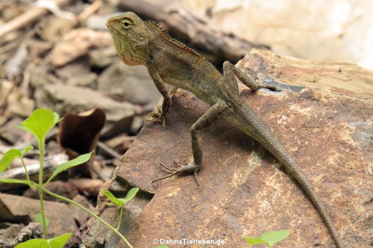Calotes irawadi