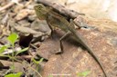 Calotes versicolor