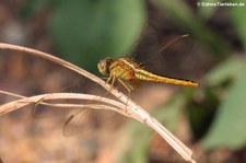 weibliche Orient-Feuerlibelle (Crocothemis servilia servilia) in Nong Ya Plong, Provinz Phetchaburi, Thailand