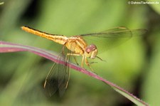 weibliche Orient-Feuerlibelle (Crocothemis servilia servilia) in Nong Ya Plong, Provinz Phetchaburi, Thailand