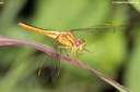 Crocothemis servilia servilia