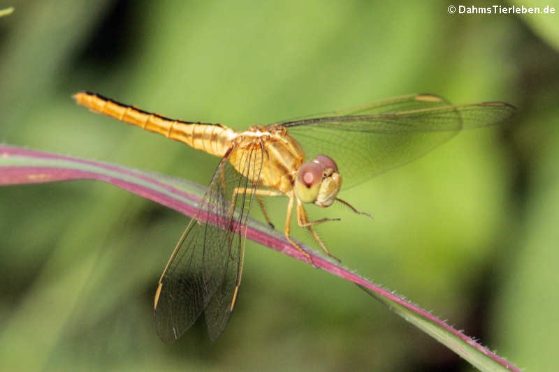 Crocothemis servilia servilia