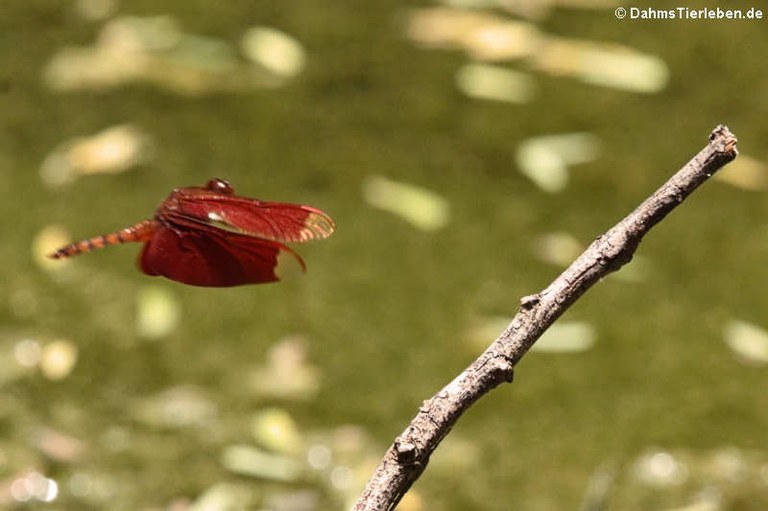 Neurothemis fulvia