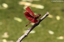 Neurothemis fulvia-3