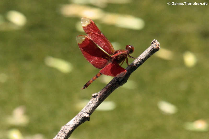 Neurothemis fulvia