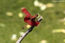 Neurothemis fulvia in Nong Ya Plong, Provinz Phetchaburi, Thailand