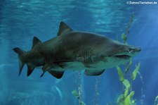 Sandtigerhai (Carcharias taurus), Oceanworld Bangkok, Thailand