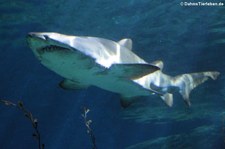 Sandtigerhai (Carcharias taurus), Oceanworld Bangkok, Thailand