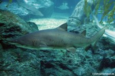 Sandtigerhai (Carcharias taurus), Oceanworld Bangkok, Thailand