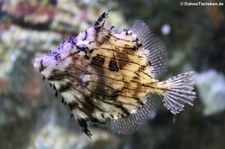 Fransenfeilenfisch  (Chaetodermis penicilligerus) in der Oceanworld Bangkok, Thailand