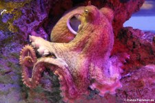 Pazifischer Riesenkrake (Enteroctopus dofleini), Oceanworld Bangkok, Thailand