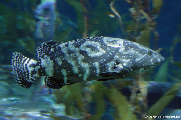 Epinephelus fuscoguttatus