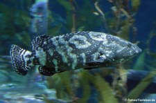 Stierkopf-Zackenbarsch (Epinephelus fuscoguttatus), Oceanworld Bangkok, Thailand