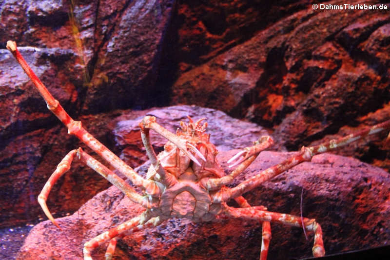 Macrocheira kaempferi-1