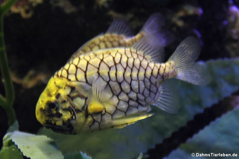 Monocentris japonica-1