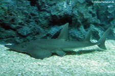 Weißflecken-Gitarrenrochen (Rhynchobatus australiae), Oceanworld Bangkok, Thailand