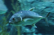 Blauflossen-Thunfisch (Thunnus thynnus), Oceanworld Bangkok, Thailand