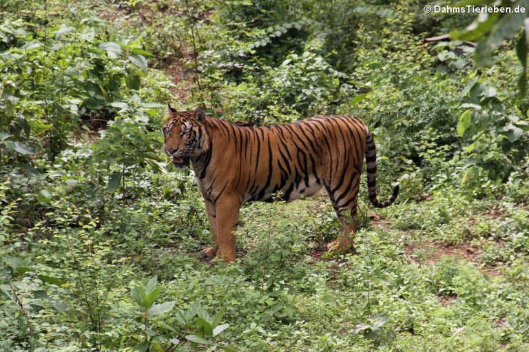 Panthera tigris corbetti