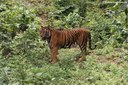 Panthera tigris tigris
