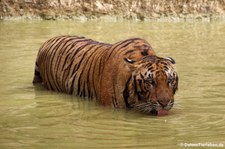 Indochinesischer Tiger (Panthera tigris corbetti) in Kanchanaburi, Thailand