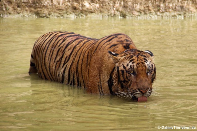 Panthera tigris tigris
