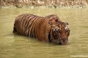 Panthera tigris tigris