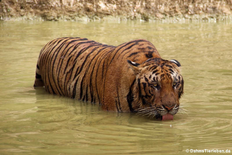 Panthera tigris corbetti