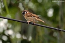 Feldsperling (Passer montanus malaccensis) in Thailand