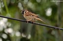 Passer montanus malaccensis